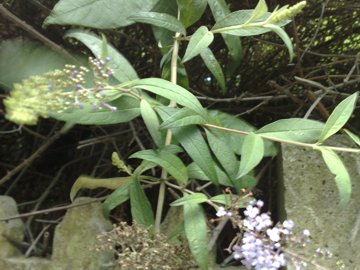 Buddleja davidii